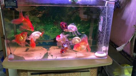 2尺缸可以養幾隻金魚|2尺缸適合養什麼魚？選擇合適魚種，打造健康水族環境